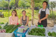 Fresh herbs, greens from Vang Family Gardens grown in Wasilla.